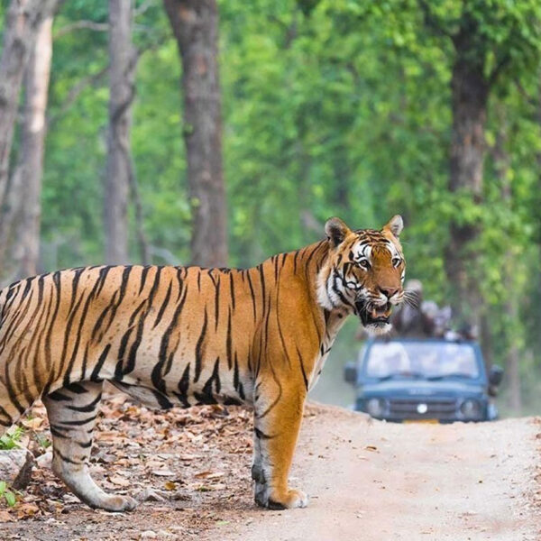 Golden Triangle Tour With Ranthambore